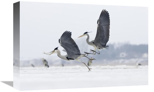 Global Gallery GCS-452617-1218-142 12 x 18 in. Grey Heron Pair Fightin