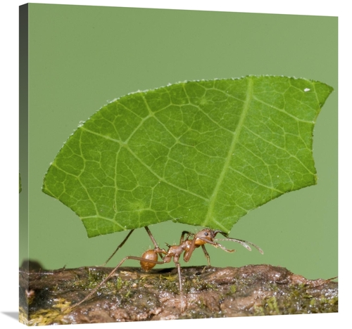 Global Gallery GCS-397307-3030-142 30 x 30 in. Leafcutter Ant Carrying