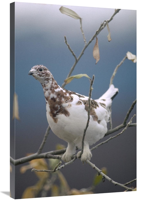 Global Gallery GCS-451852-2436-142 24 x 36 in. Willow Ptarmigan with F