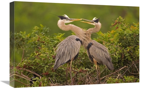 Global Gallery GCS-453344-1624-142 16 x 24 in. Great Blue Heron Pair I