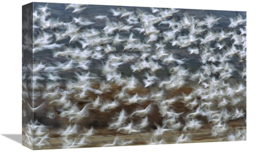 Global Gallery GCS-398313-1218-142 12 x 18 in. Snow Goose Flock Taking