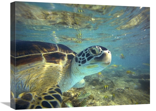 Global Gallery GCS-396253-1824-142 18 x 24 in. Green Sea Turtle, B