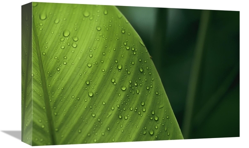Global Gallery GCS-398541-1218-142 12 x 18 in. Leaf with Water Drops&#