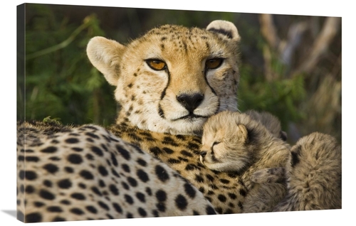 Global Gallery GCS-395866-2436-142 24 x 36 in. Cheetah Thirteen Day Ol
