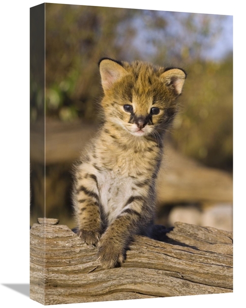 Global Gallery GCS-395839-1218-142 12 x 18 in. Serval Kitten, Two 