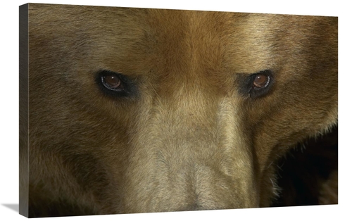 Global Gallery GCS-450891-2030-142 20 x 30 in. Grizzly Bear Portrait&#