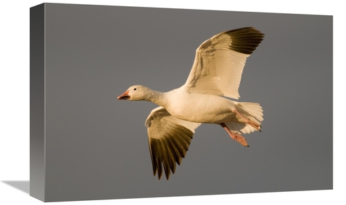 Global Gallery GCS-397411-1218-142 12 x 18 in. Snow Goose Flying, 