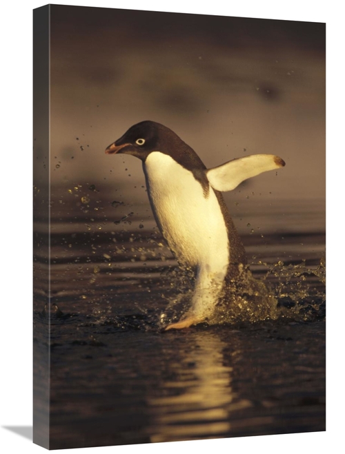 Global Gallery GCS-451260-1624-142 16 x 24 in. Adelie Penguin Commutin