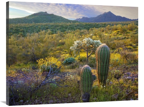 Global Gallery GCS-396896-3040-142 30 x 40 in. Ajo Mountains, Orga