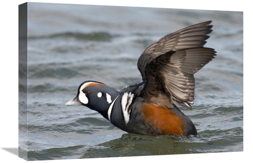 Global Gallery GCS-397387-22-142 22 in. Harlequin Duck Male Taking Fli