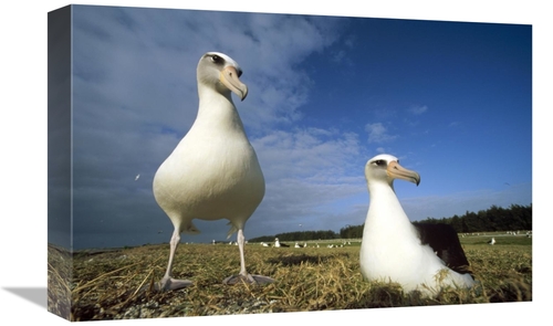 Global Gallery GCS-451427-1218-142 12 x 18 in. Laysan Albatross Pair A