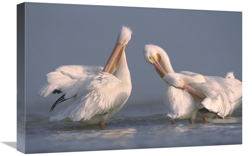 Global Gallery GCS-396874-1624-142 16 x 24 in. American White Pelican 