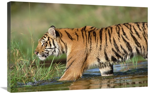 Global Gallery GCS-451987-2436-142 24 x 36 in. Siberian Tiger Walking 