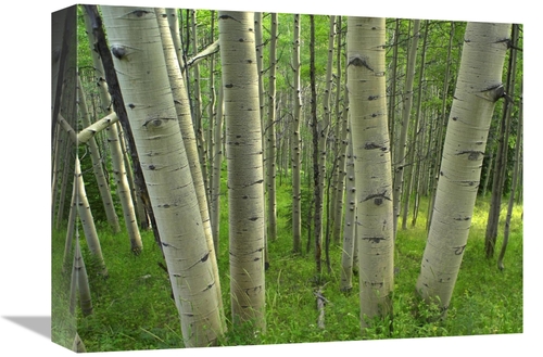 Global Gallery GCS-396508-1216-142 12 x 16 in. Aspen Forest in Spring&