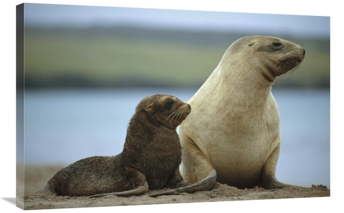 Global Gallery GCS-451086-2436-142 24 x 36 in. Hookers Sea Lion Mother