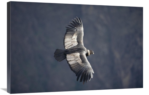 Global Gallery GCS-451492-2436-142 24 x 36 in. Andean Condor Male Ridi