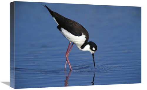Global Gallery GCS-453280-1624-142 16 x 24 in. Black-Necked Stilt Fora