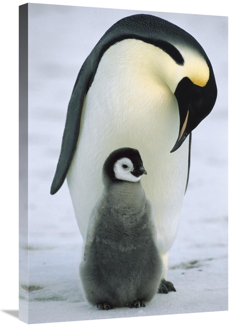 Global Gallery GCS-452317-2030-142 20 x 30 in. Emperor Penguin Parent 