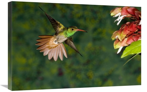 Global Gallery GCS-398304-2030-142 20 x 30 in. Rufous-Tailed Hummingbi