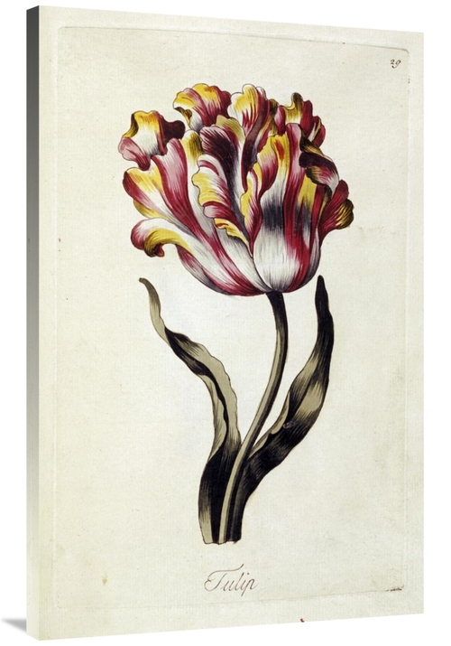 Global Gallery GCS-266986-44-142 44 in. Tulip Art Print - Thomas Parki