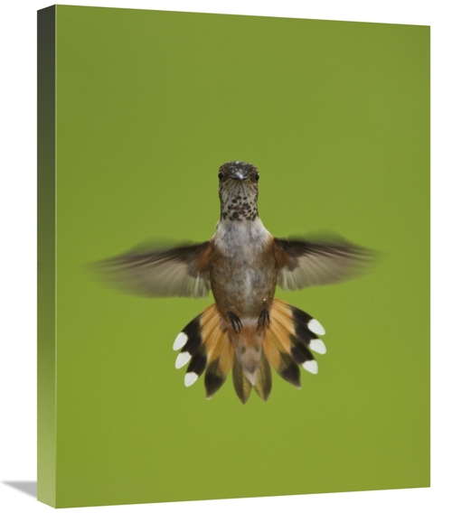 Global Gallery GCS-395425-2024-142 20 x 24 in. Rufous Hummingbird Hove