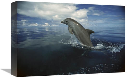 Global Gallery GCS-452639-1218-142 12 x 18 in. Bottlenose Dolphin Leap