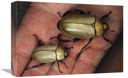 Global Gallery GCS-450962-1218-142 12 x 18 in. Fungus Weevil Pair,