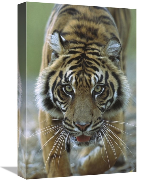 Global Gallery GCS-398162-1218-142 12 x 18 in. Sumatran Tiger Close-Up