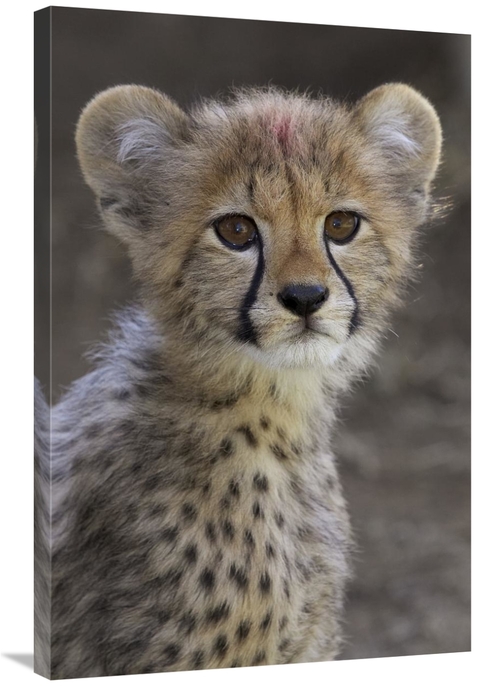 Global Gallery GCS-450858-2436-142 24 x 36 in. Cheetah Cub Portrait