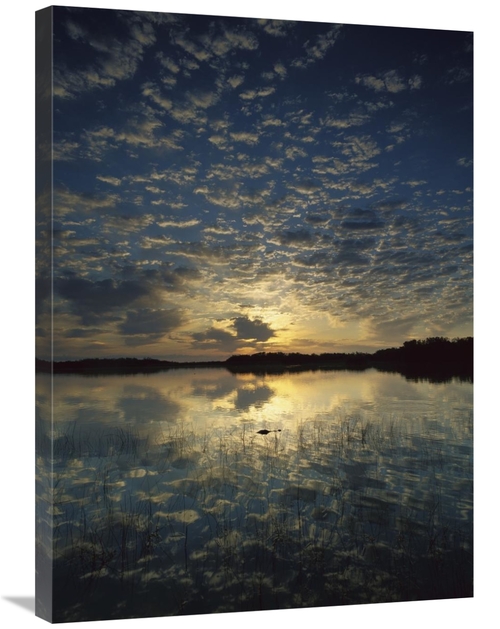 Global Gallery GCS-396834-2432-142 24 x 32 in. American Alligator in N