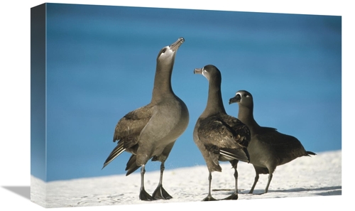 Global Gallery GCS-451437-1218-142 12 x 18 in. Black-Footed Albatross 