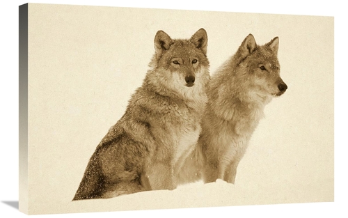 Global Gallery GCS-453685-2030-142 20 x 30 in. Timber Wolf Portrait of