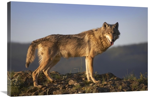 Global Gallery GCS-452199-2436-142 24 x 36 in. Gray Wolf Side VIew&#44