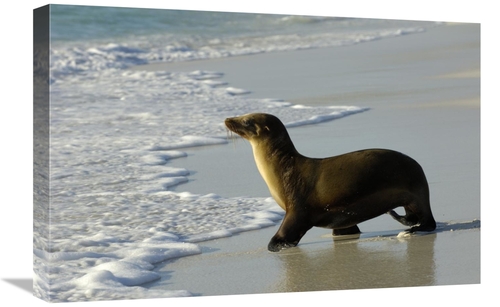 Global Gallery GCS-453059-1624-142 16 x 24 in. Galapagos Sea Lion,
