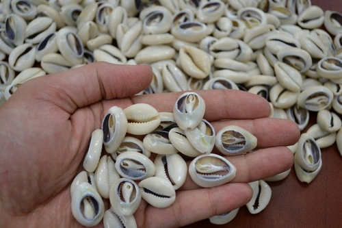 220 Pcs Bulk Cut Cowrie Loose Seashell