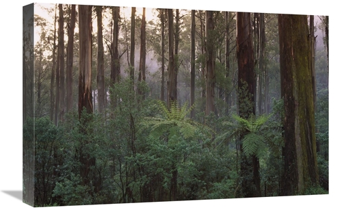 Global Gallery GCS-452566-1624-142 16 x 24 in. Mountain-Ash Forest&#44