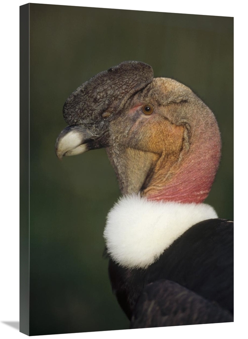 Global Gallery GCS-451355-2030-142 20 x 30 in. Andean Condor Flushing 