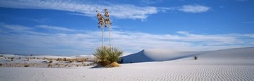 Plants in a desert  White Sands National Monument  New Mexico  USA Pos