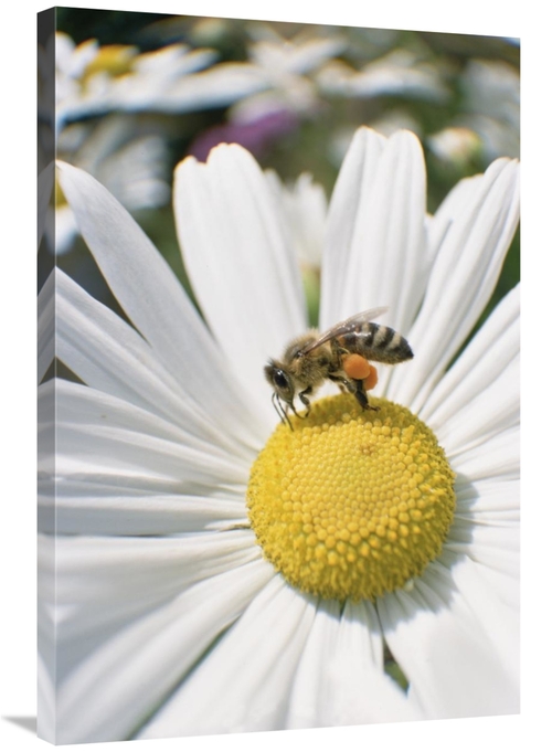Global Gallery GCS-452512-2436-142 24 x 36 in. Honey Bee Collecting Po