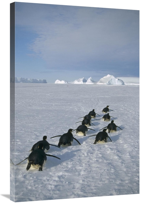 Global Gallery GCS-451118-2436-142 24 x 36 in. Emperor Penguins Tobogg