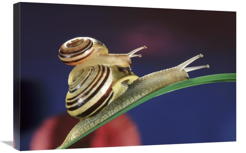 Global Gallery GCS-397689-2030-142 20 x 30 in. Brown Lipped Snail Smal