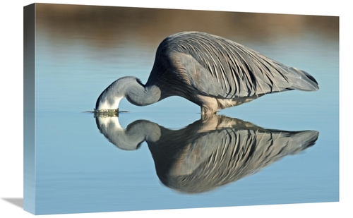 Global Gallery GCS-397471-1624-142 16 x 24 in. White-Faced Heron Strik