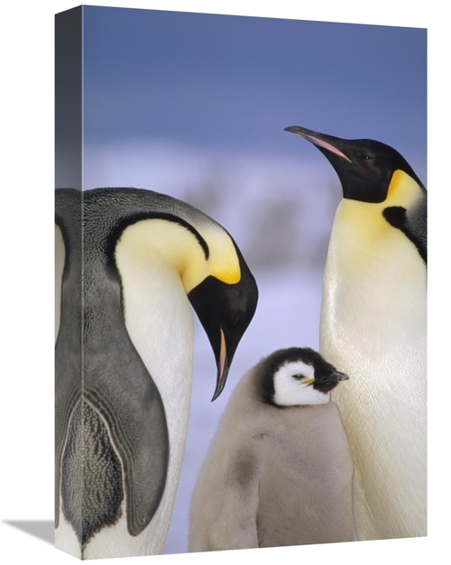 Global Gallery GCS-395652-1218-142 12 x 18 in. Emperor Penguin Pair wi