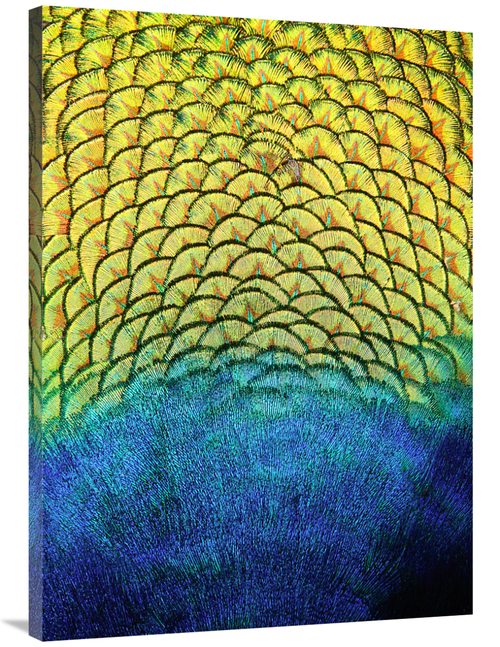 Global Gallery GCS-486421-40-142 40 in. Peacock Feathers Art Print - V