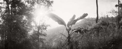 Sunlight coming through the trees in a forest  Chiang Mai Province  Th