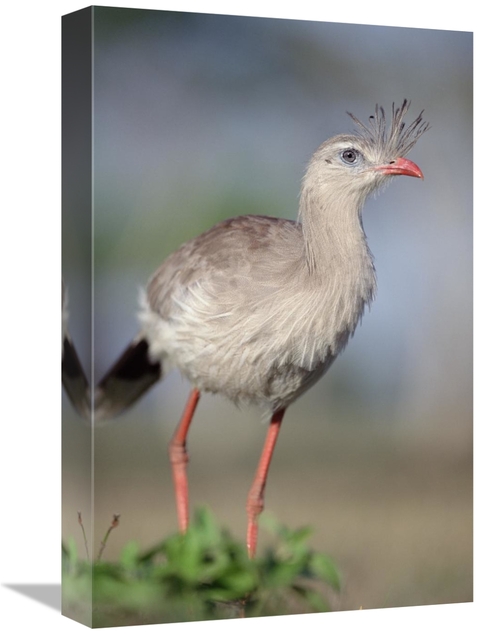 Global Gallery GCS-451472-1218-142 12 x 18 in. Red-Legged Seriema Fora