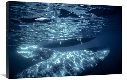 Global Gallery GCS-451840-2436-142 24 x 36 in. Gray Whale Calf with To