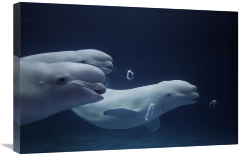 Global Gallery GCS-397698-2030-142 20 x 30 in. Beluga Whale Trio Blowi