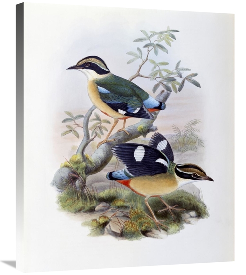 Global Gallery GCS-277737-30-142 30 in. Bengal Pitta Art Print - John 