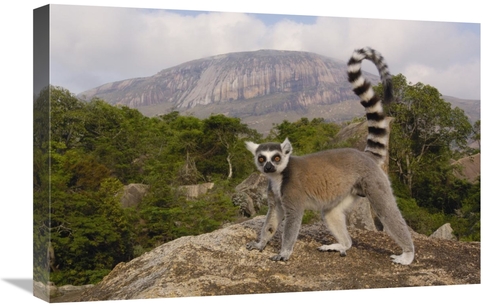 Global Gallery GCS-453253-1624-142 16 x 24 in. Ring-Tailed Lemur in th